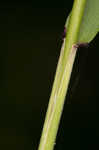 Eastern bottlebrush grass